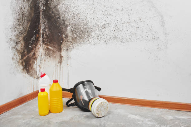 Best Mold Odor Removal Services  in Aberdeen, ID